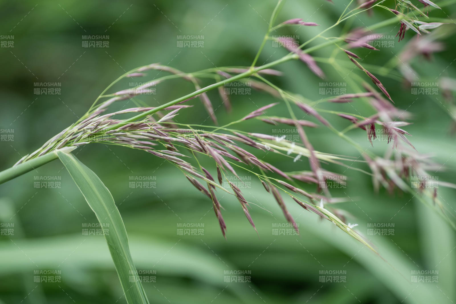 綠葉上的紫色草穗
