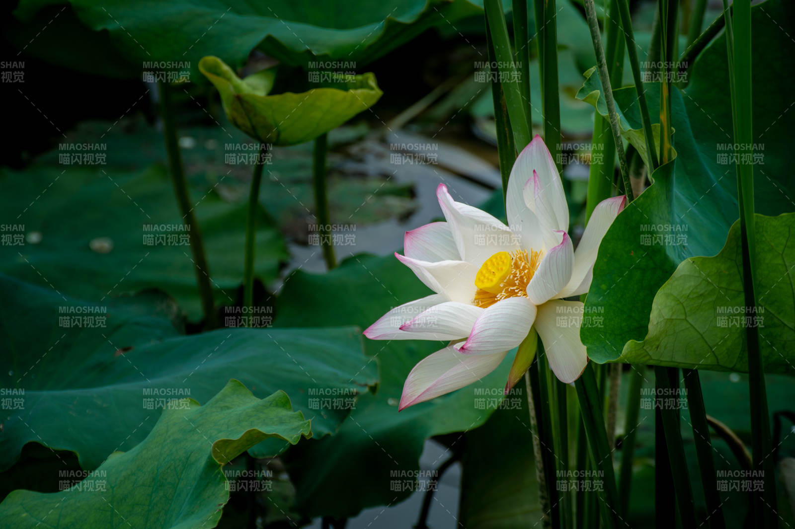 池塘中的蓮花盛開