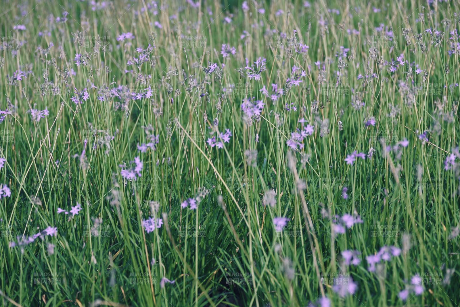 紫色野花在風中搖曳