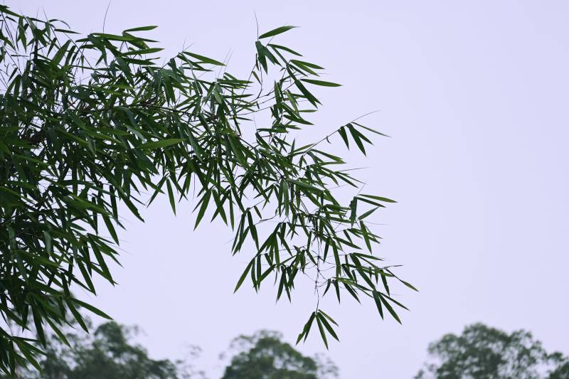 竹葉隨風輕搖曳