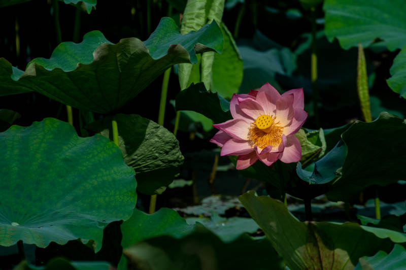 池塘中的蓮花盛開