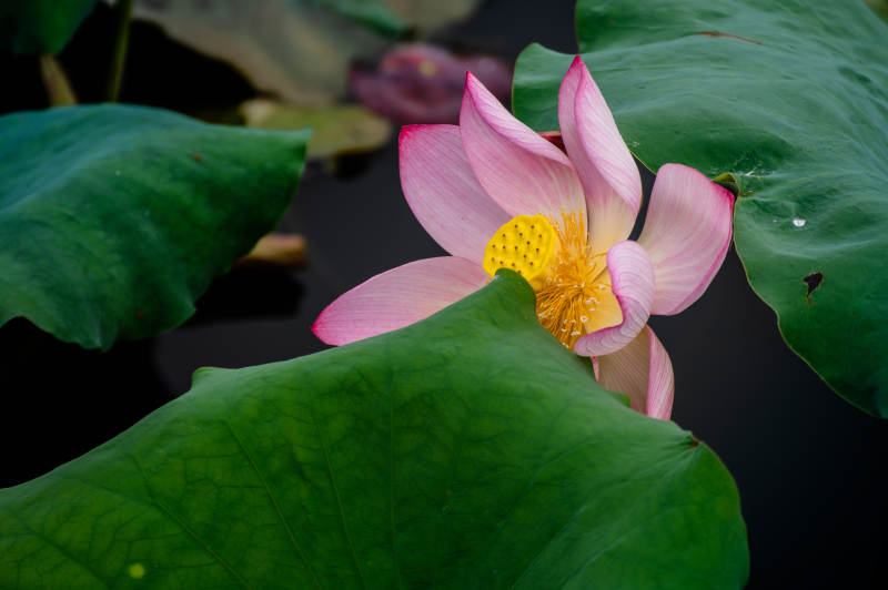 池塘中的蓮花盛開