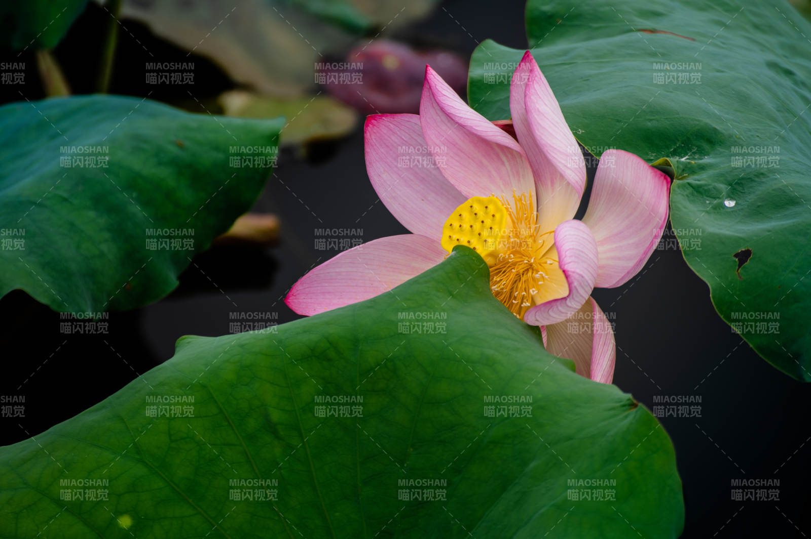 池塘中的蓮花盛開