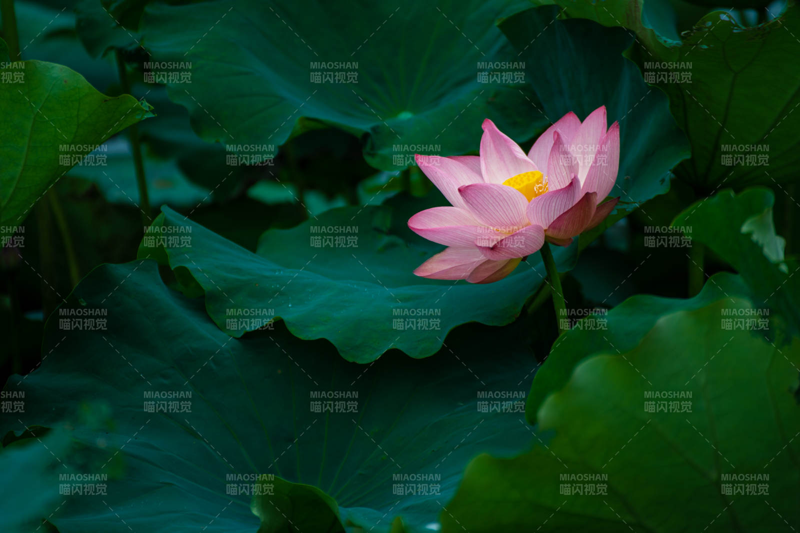荷花綻放 綠葉襯托