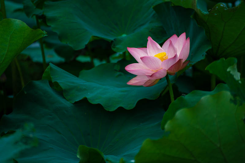 荷花綻放 綠葉襯托