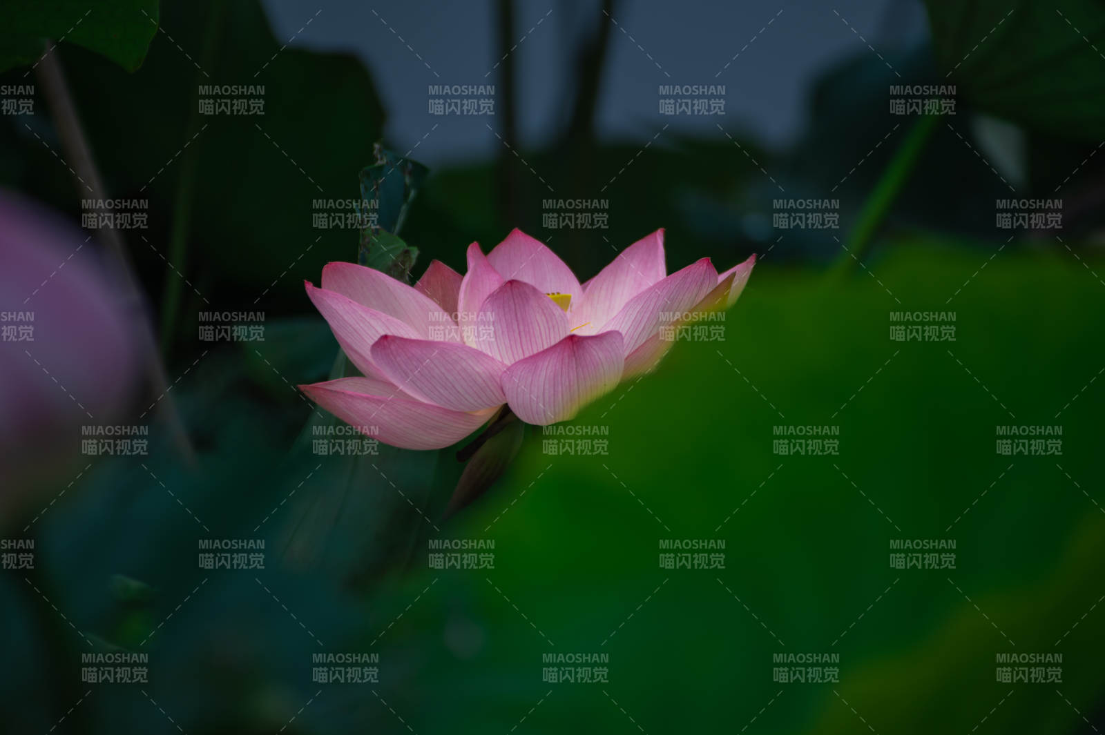 靜謐夜色中的蓮花綻放