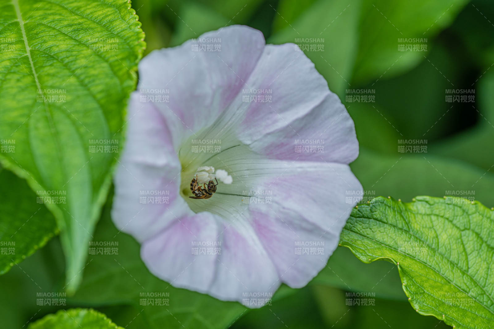 淡雅牽牛花 綠葉映襯美