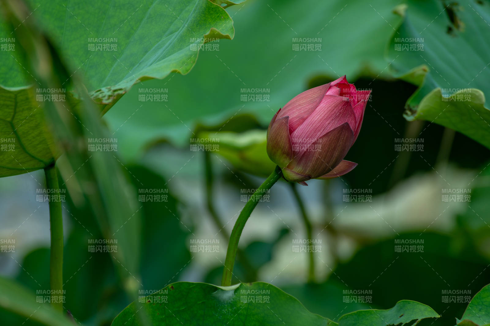 含苞待放的蓮花