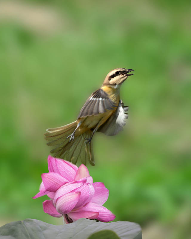 鳥兒飛舞荷花旁