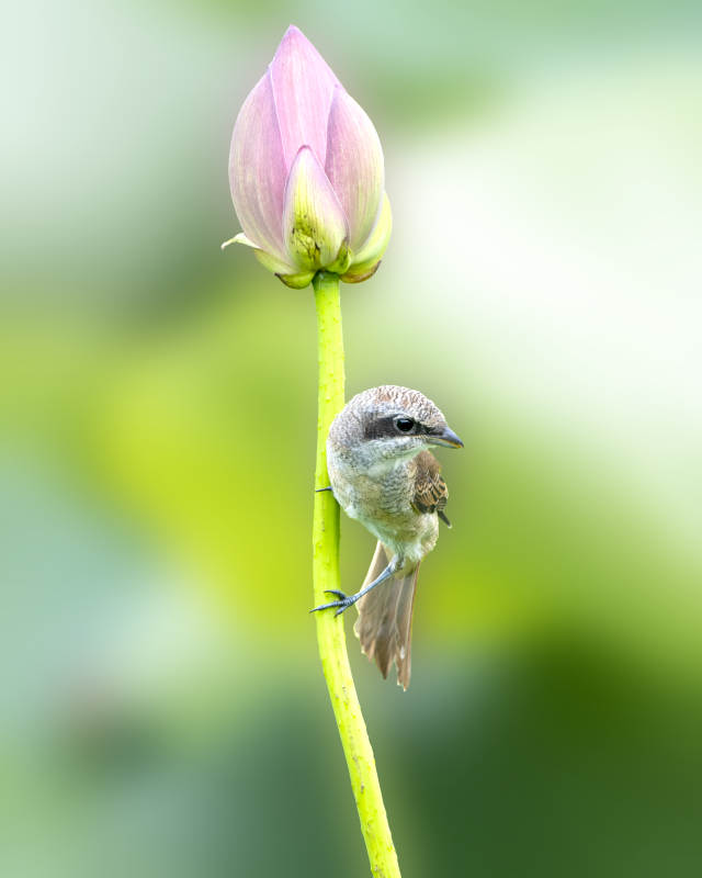 小鳥棲息蓮花旁