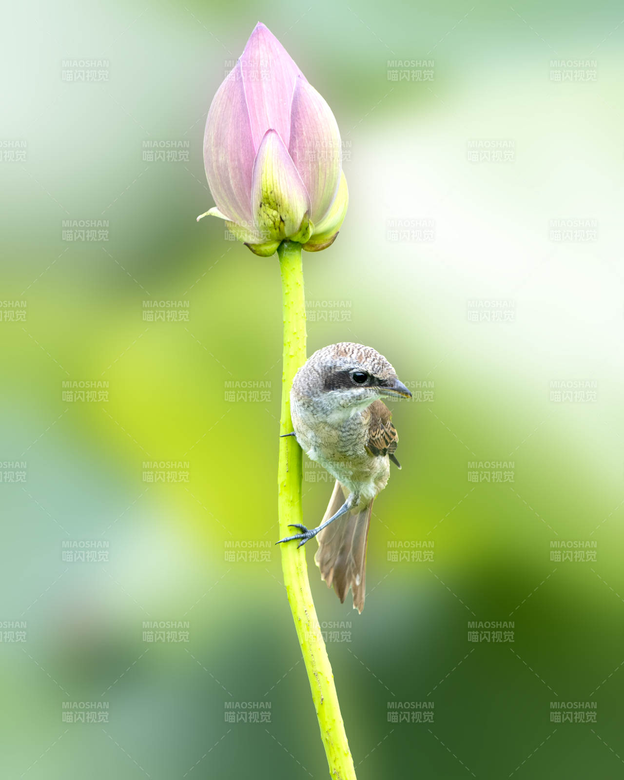 小鳥棲息蓮花旁