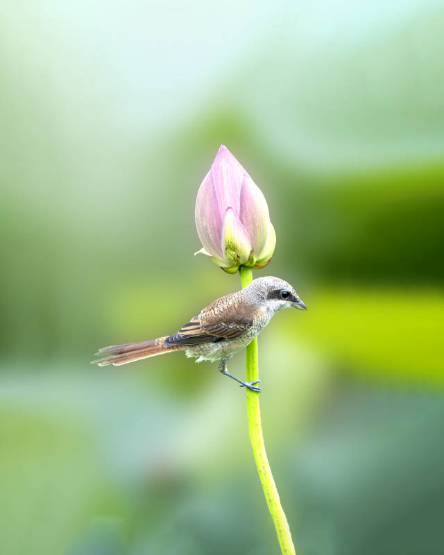 小鳥棲息蓮花蕾上