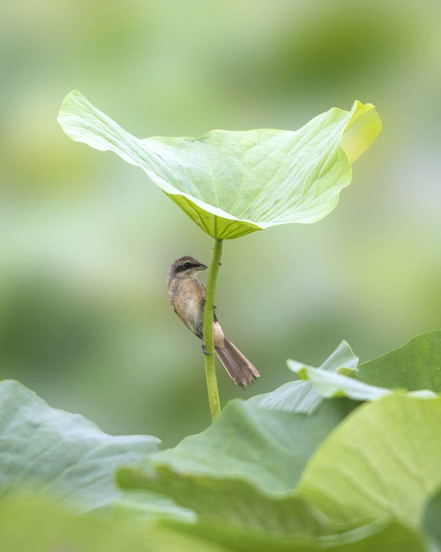 荷葉上的小鳥