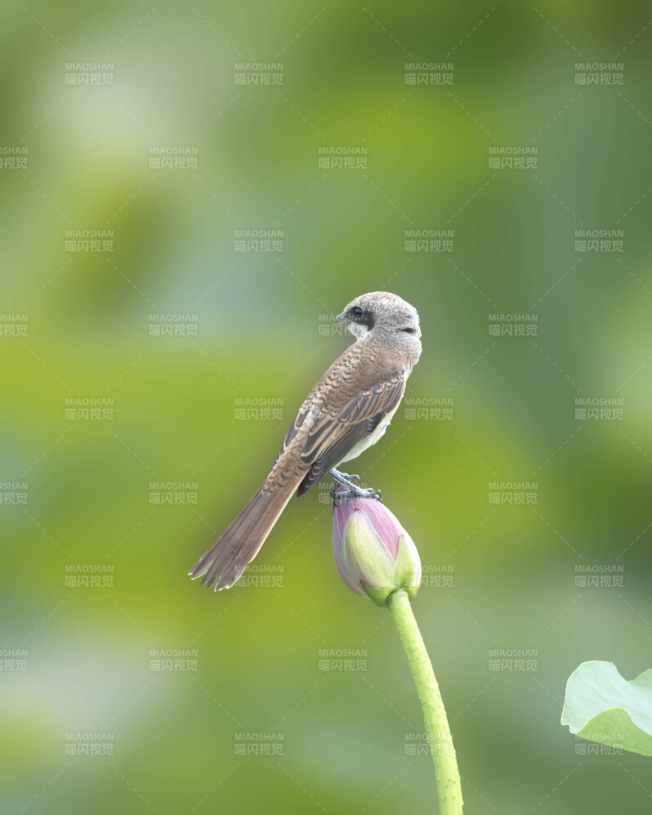 小鳥棲息蓮花蕾上