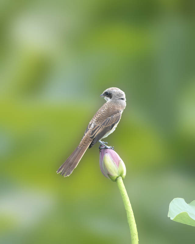 小鳥棲息蓮花蕾上