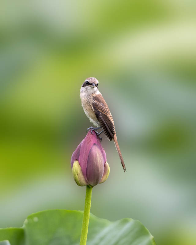 小鳥棲息蓮花上