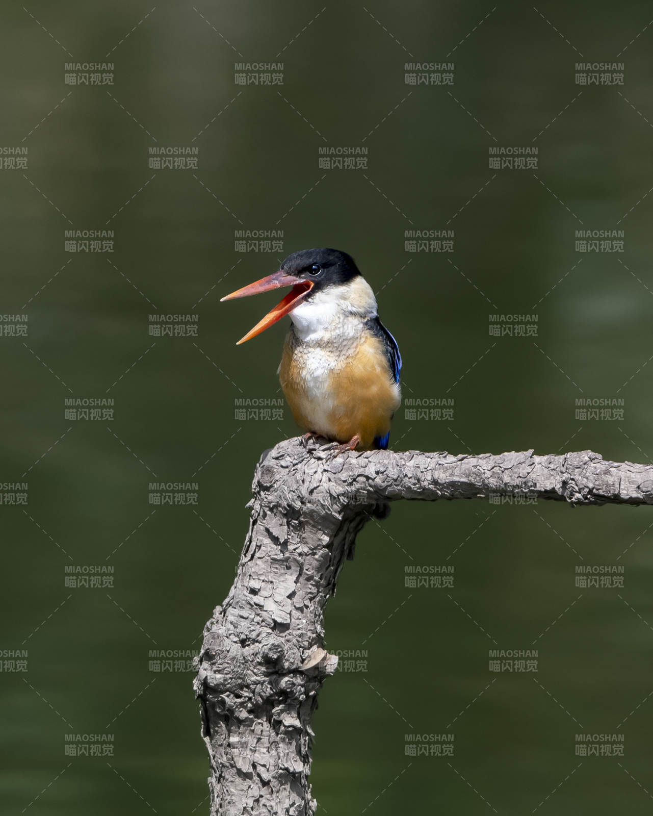 翠鳥棲枝鳴叫圖
