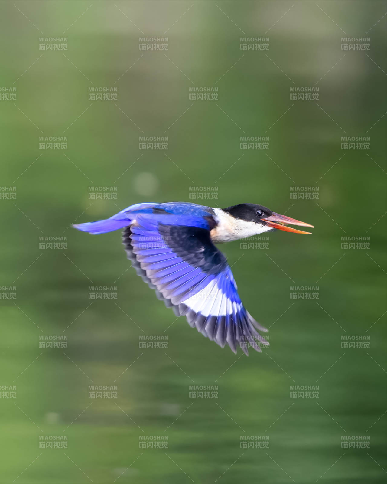 飛翔的翠鳥