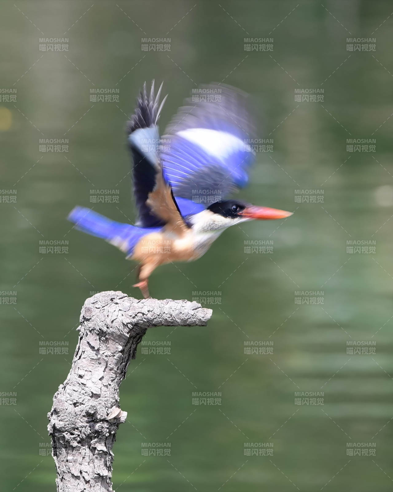 翠鳥展翅欲飛瞬間