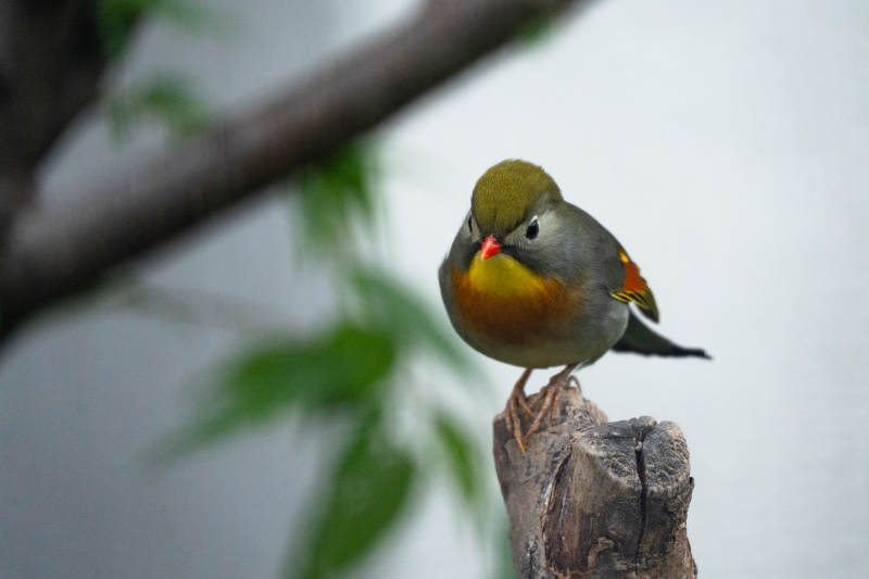 相思鳥棲息于樹樁之上