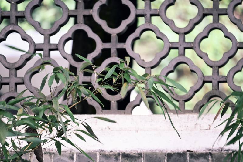竹影透過窗格的靜謐景象