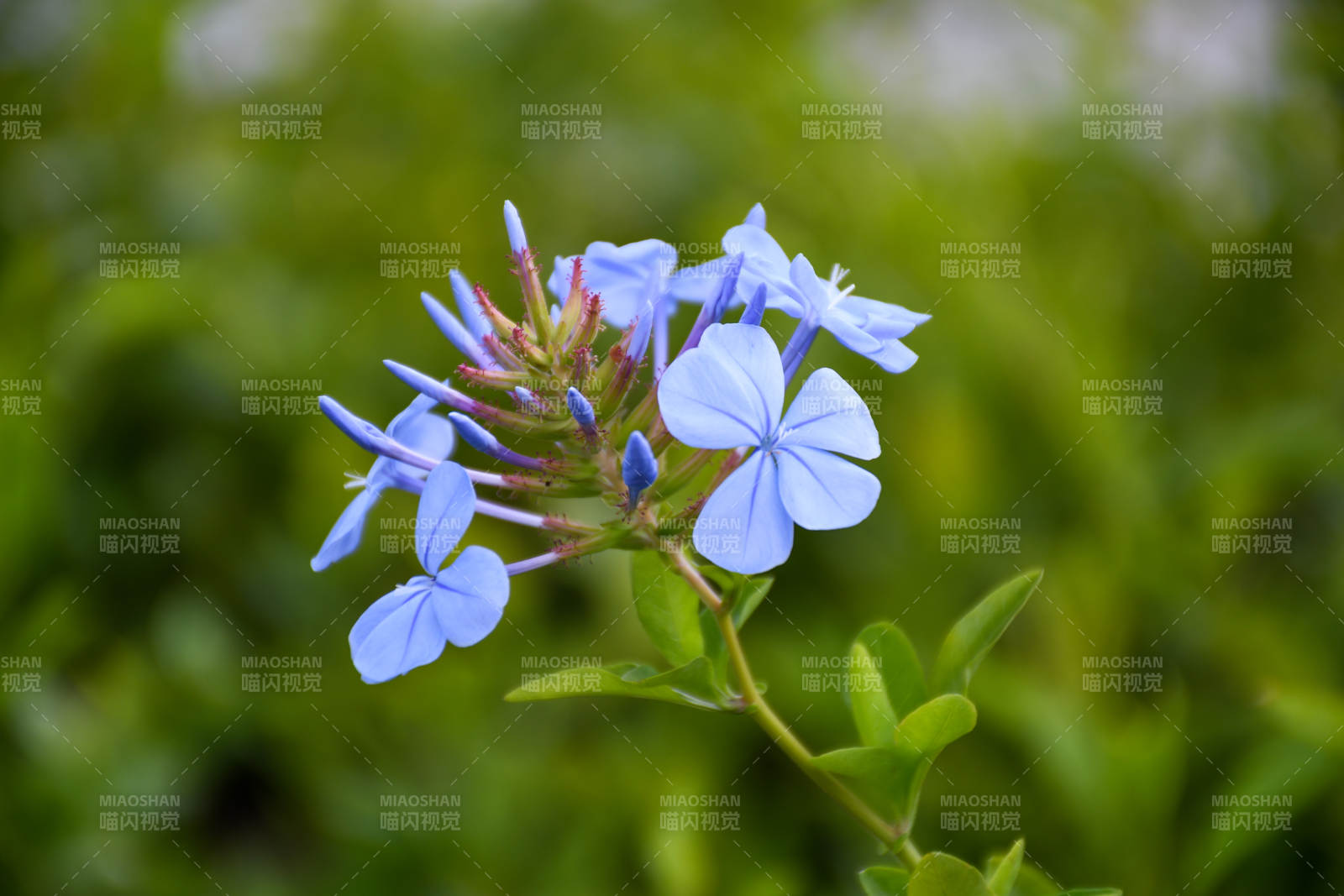 藍(lán)花丹的美麗瞬間