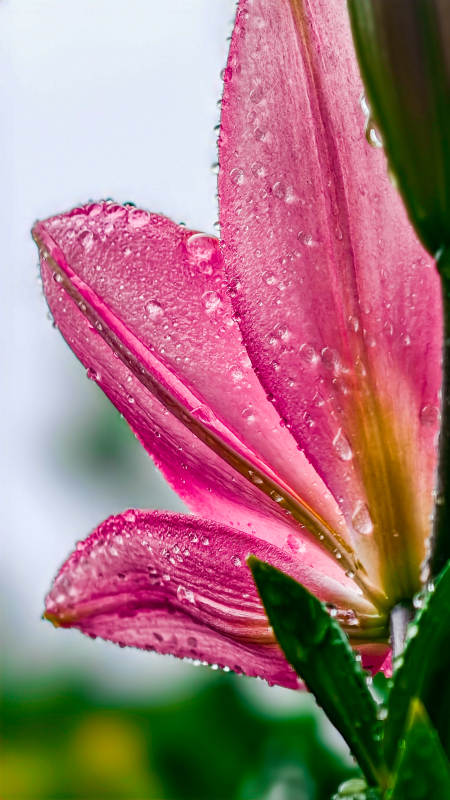雨后粉百合 晶瑩剔透