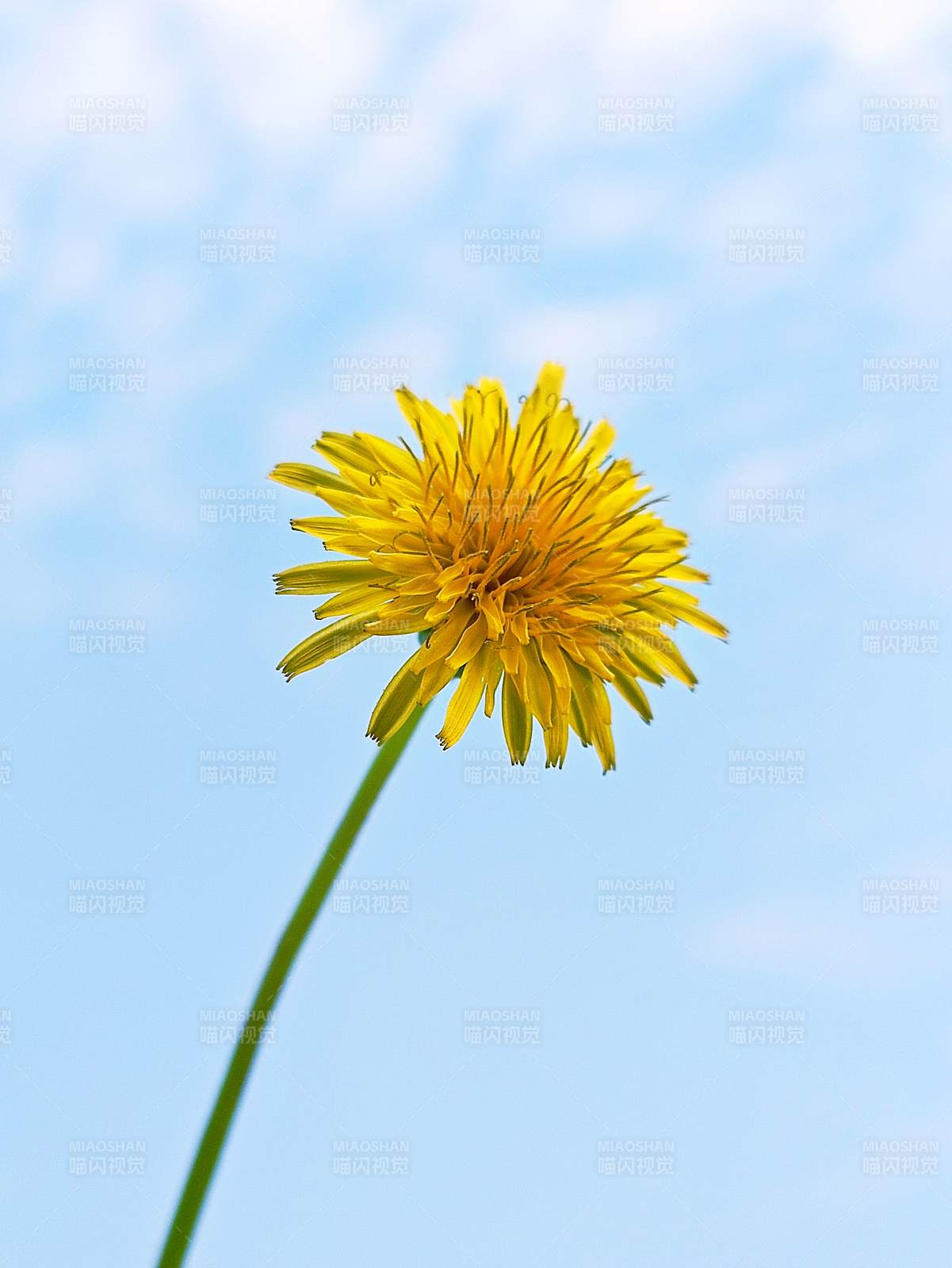 藍天下的蒲公英花