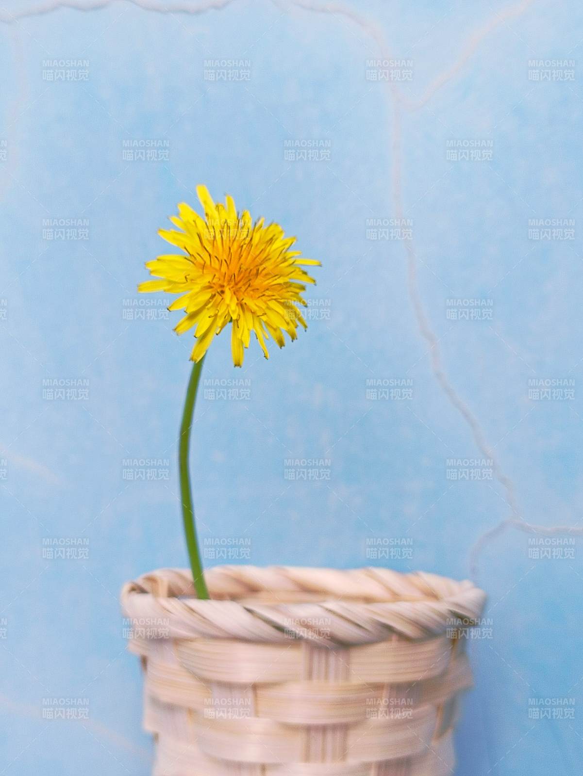 籃中的蒲公英花