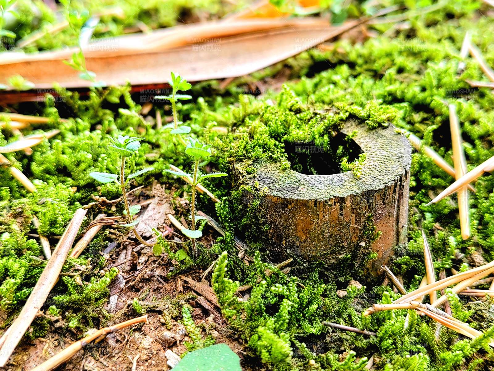 苔蘚中的小樹樁