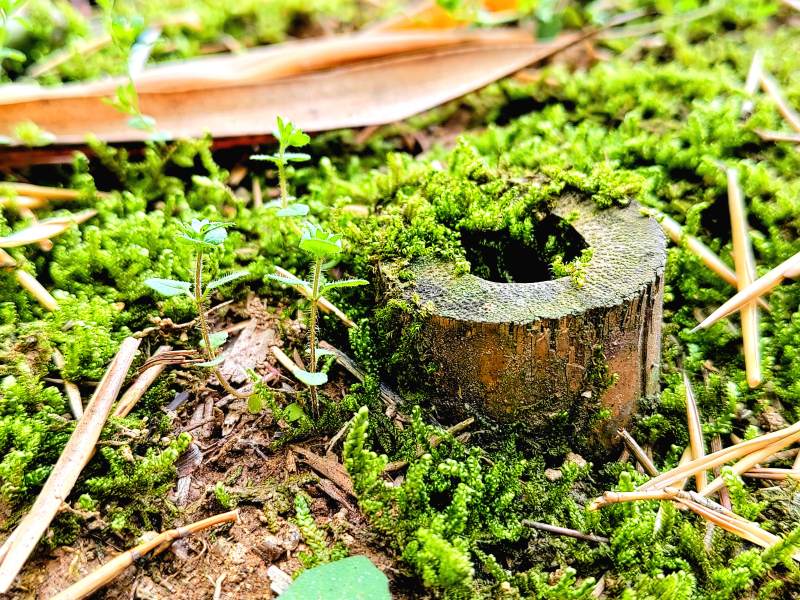 苔蘚中的小樹樁