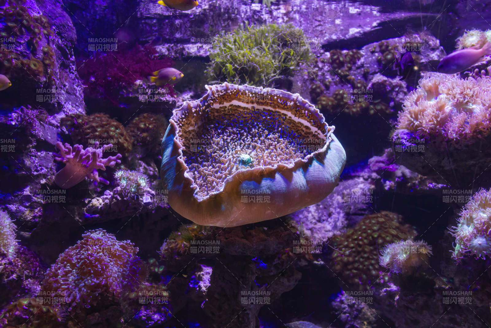 海底珊瑚礁的美麗景象