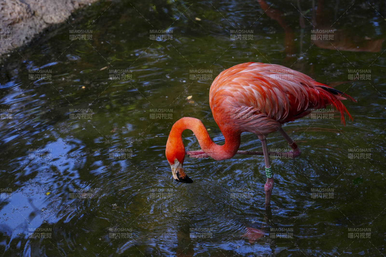 粉紅火烈鳥水中覓食