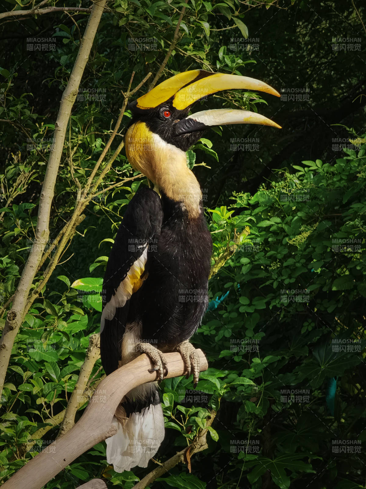 雙角犀鳥棲息枝頭