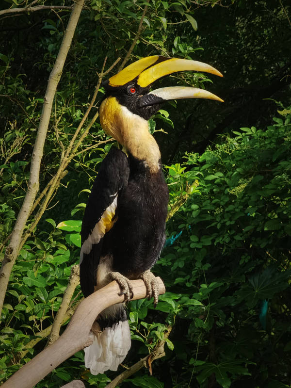 雙角犀鳥棲息枝頭