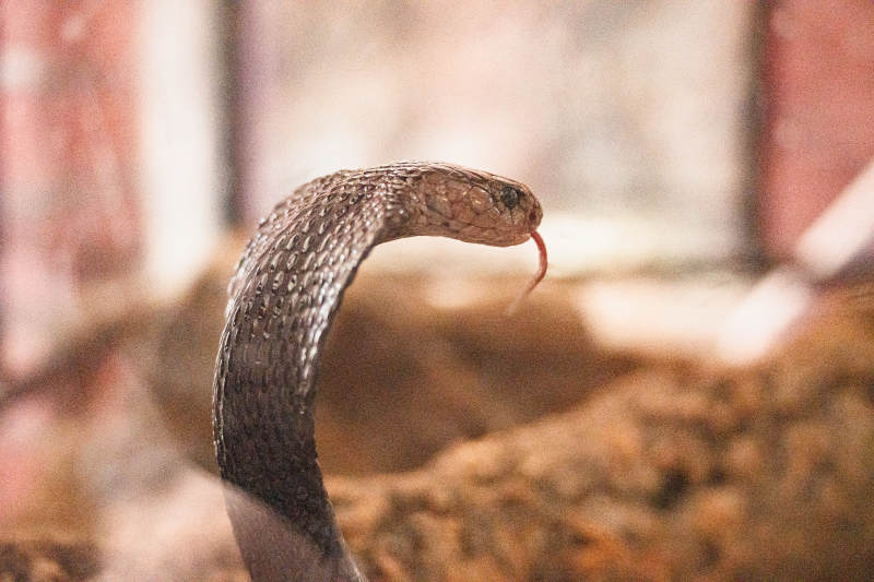 蛇的特写镜头