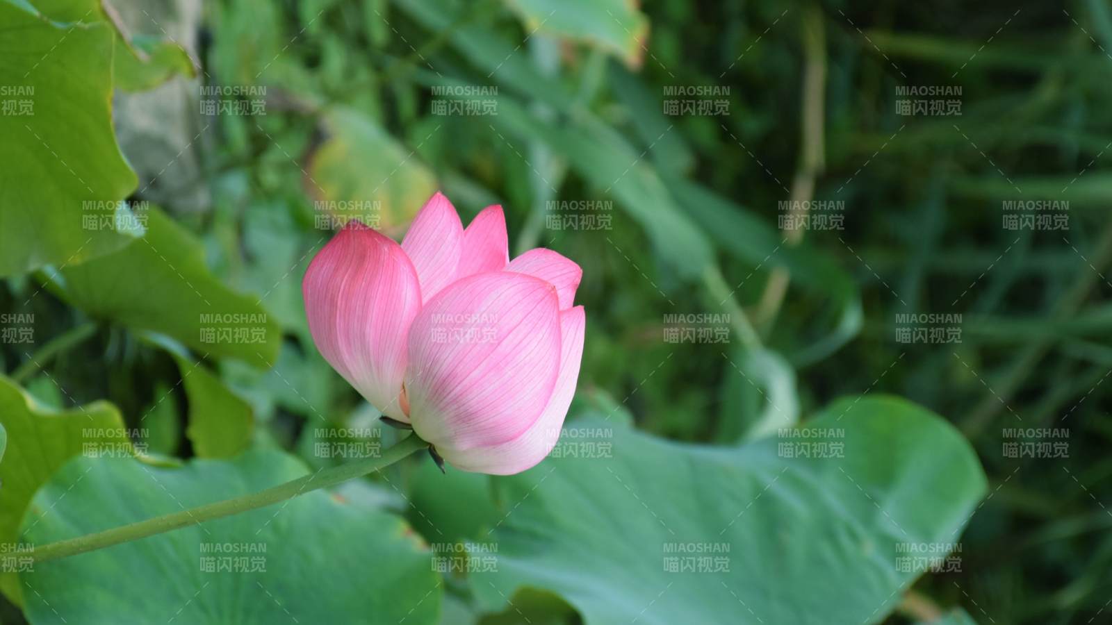 粉色蓮花靜謐綻放
