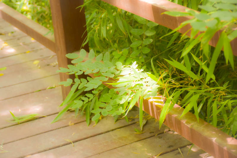 竹林小徑 綠意盎然