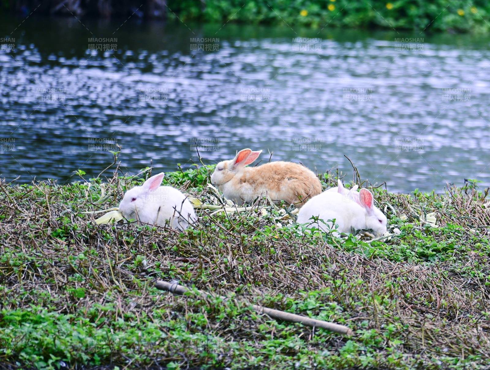 湖畔三兔享草食