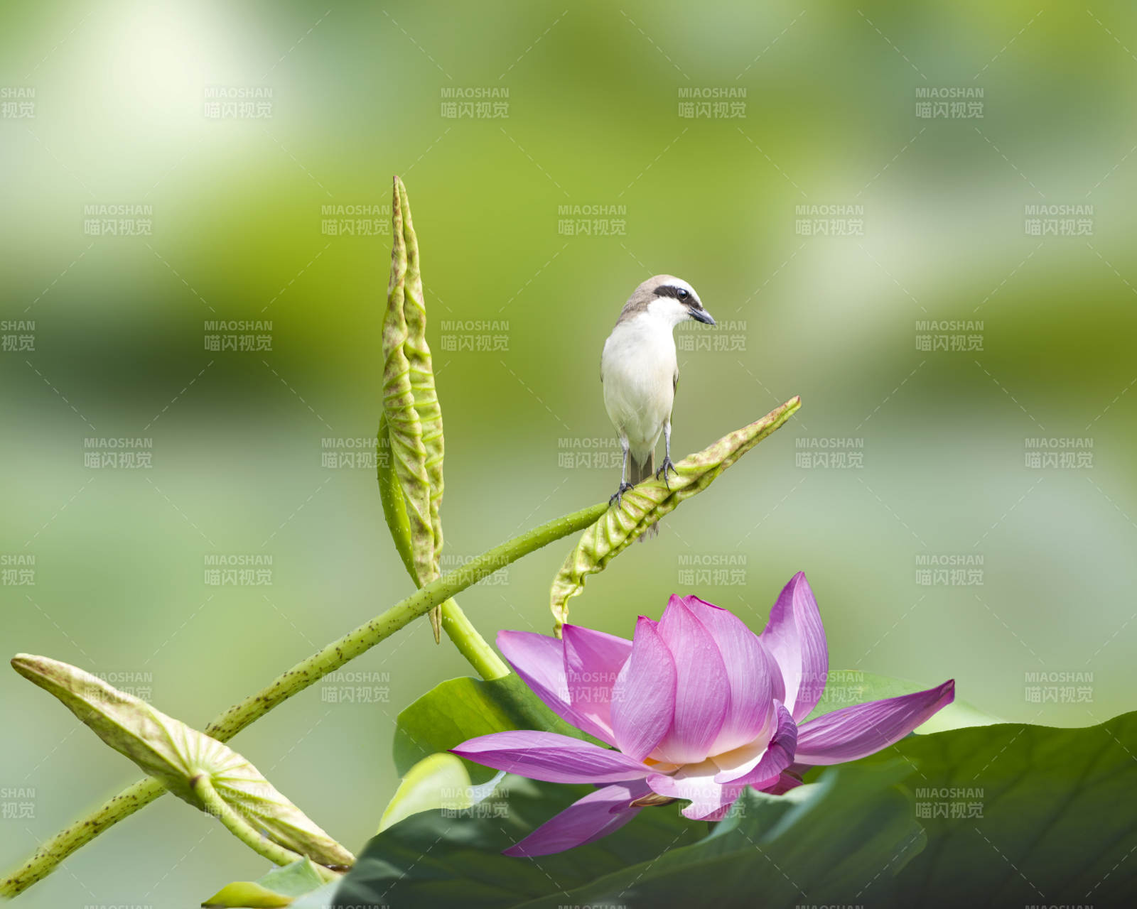 荷塘小鳥與蓮花