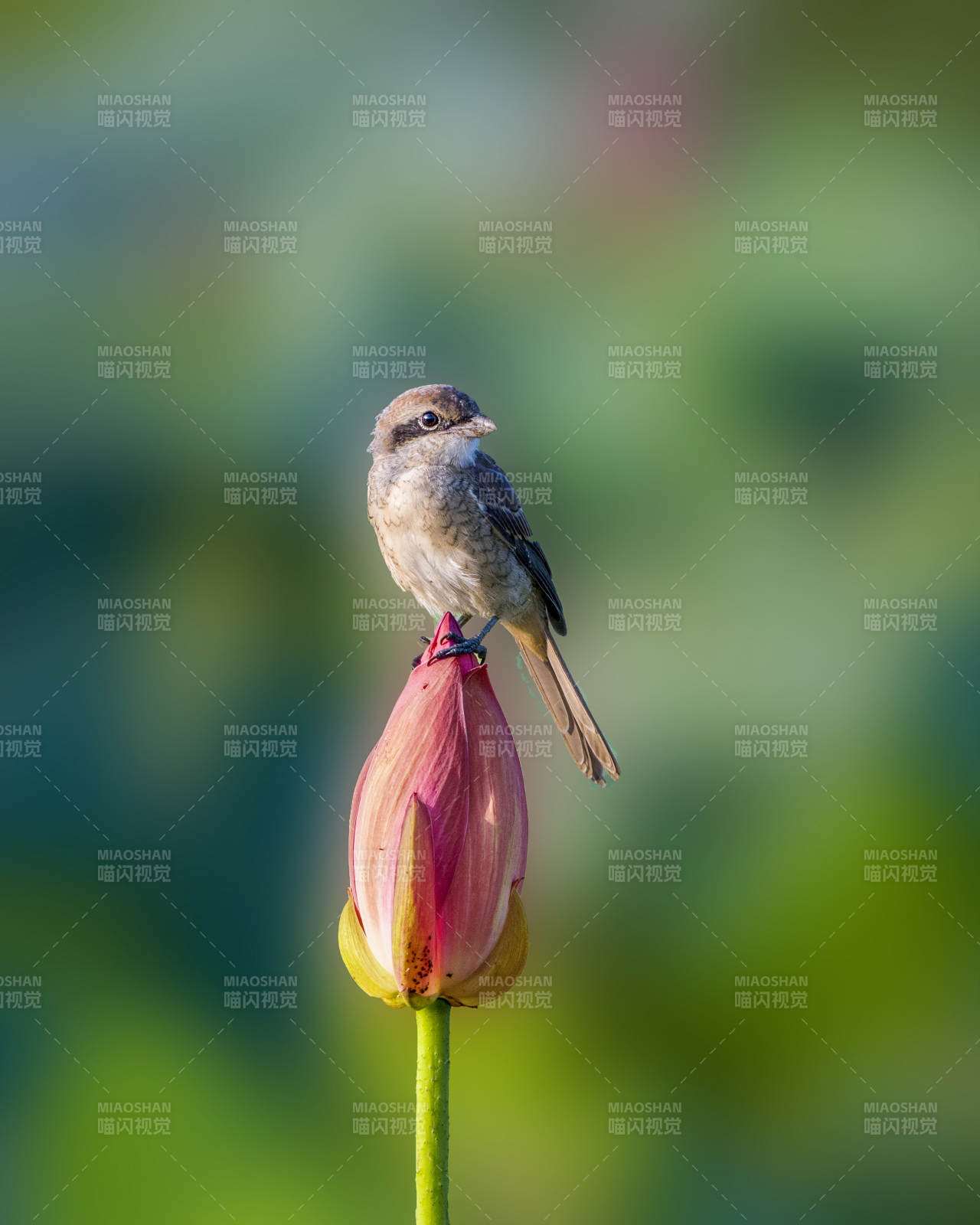 小鳥棲息蓮花蕾上