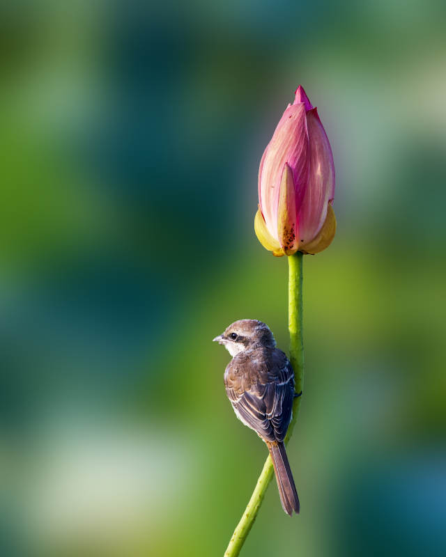 小鳥棲息蓮花旁