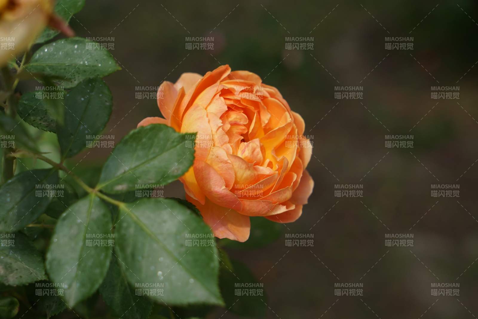 橙色月季花 雨后清新