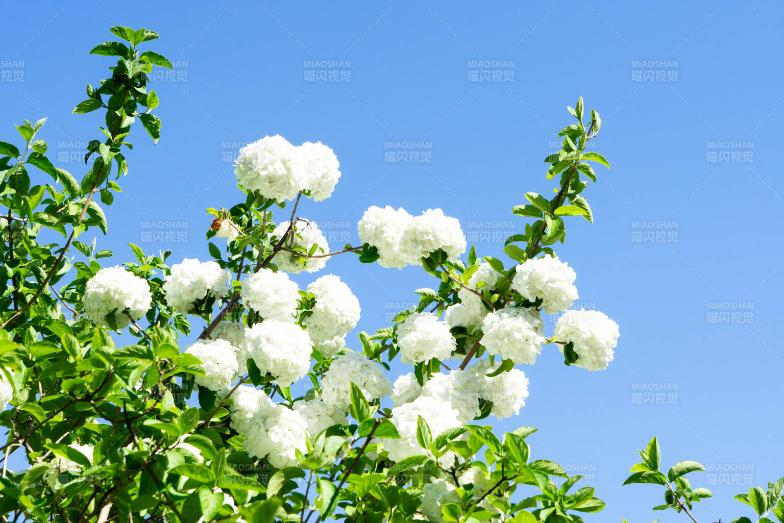 春日白花綻放藍天背景