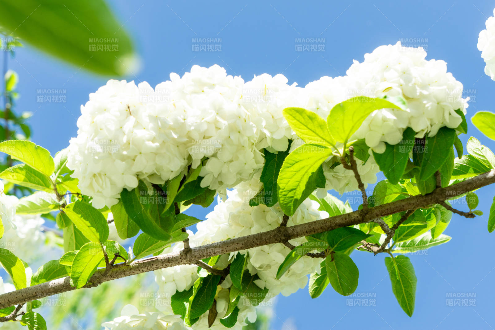 春日白花綻放枝頭