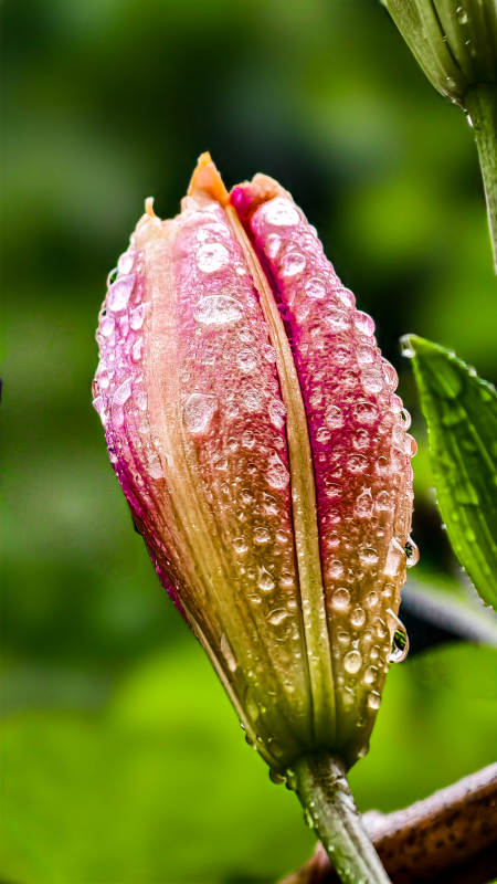 雨后荷花含苞待放