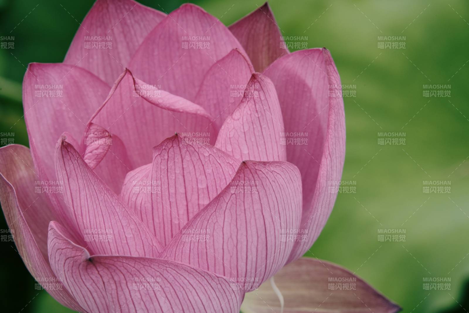 粉色蓮花綻放之美