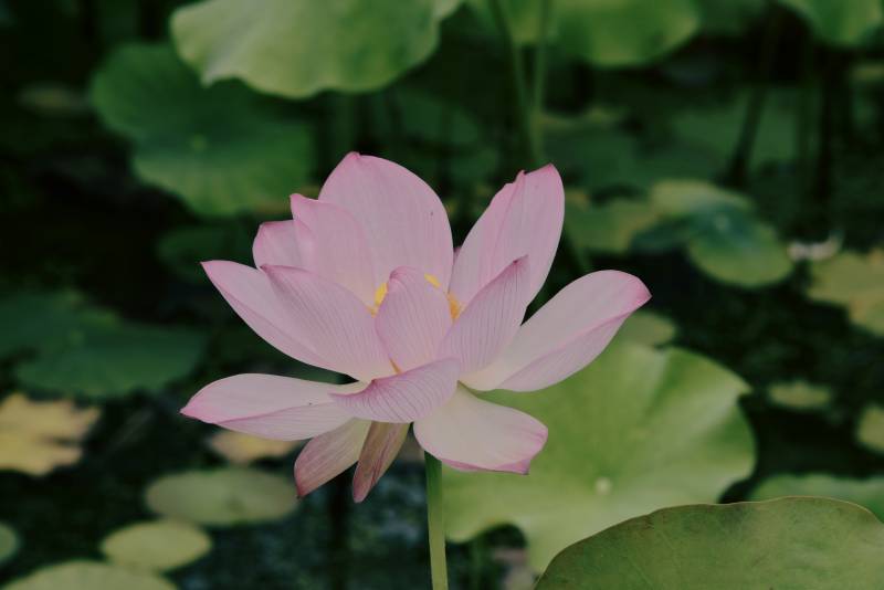 池中綻放的粉色蓮花