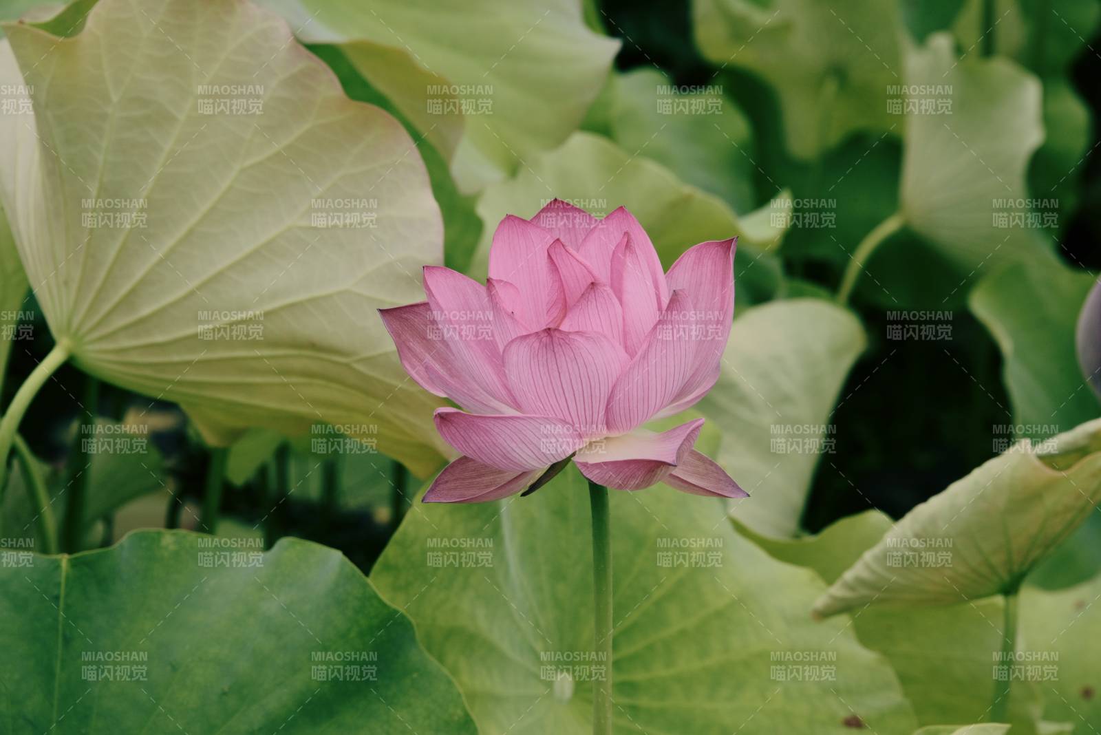 粉蓮靜謐 綠葉相伴