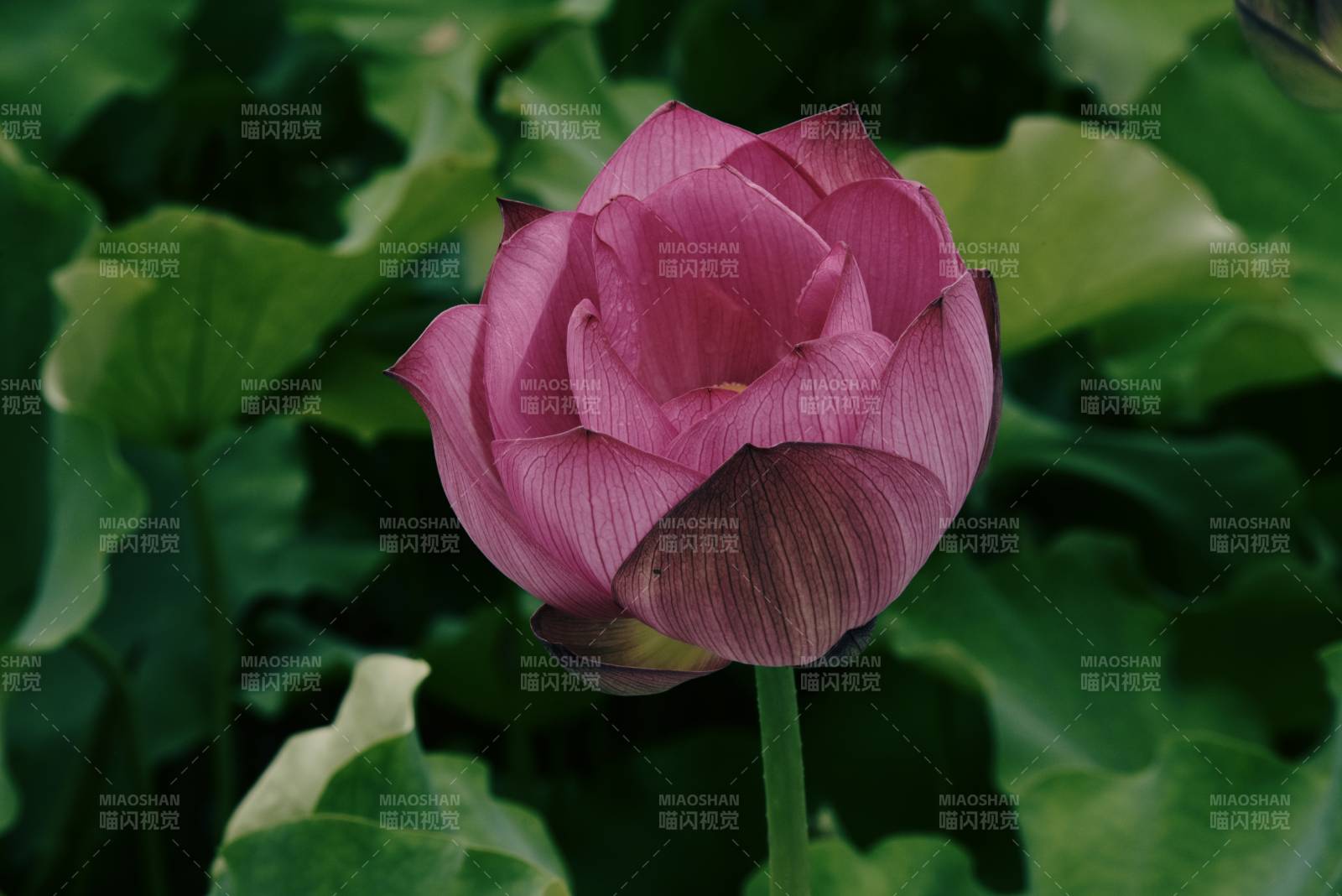 粉色蓮花靜謐綻放